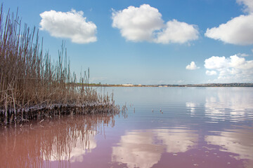 Vega Baja del Segura - Salinas de Torrevieja - La Laguna Salada y su entorno, un paisaje único