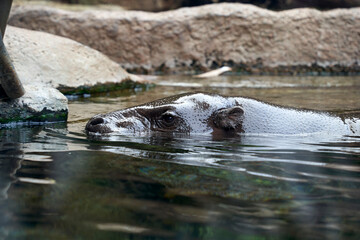 Fototapeta premium hippopotamus relaxing in the wild river