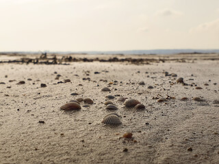 Vega Baja del Segura - Salinas de Torrevieja - La Laguna Salada y su entorno, un paisaje único
