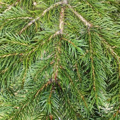 pine branches