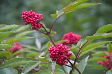 red elderberry berries