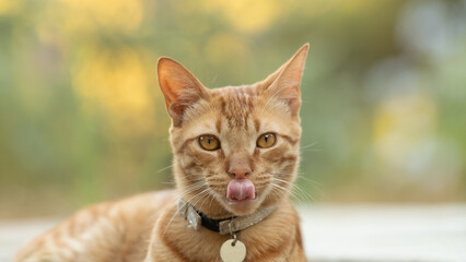 Funny portrait of a ginger cat with tongue out.
