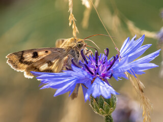Schmetterling