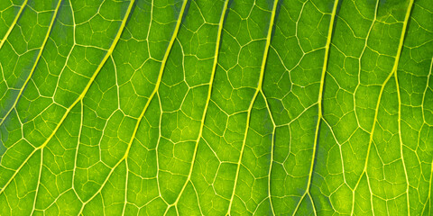 Macro photography of green leaf with veins and cells, abstract summer nature background, fresh foliage texture. Close-up structure.
