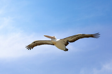 Fototapeta na wymiar white pelican flying in the blue sky in Australia