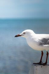 Seagull stays in front of the ocean