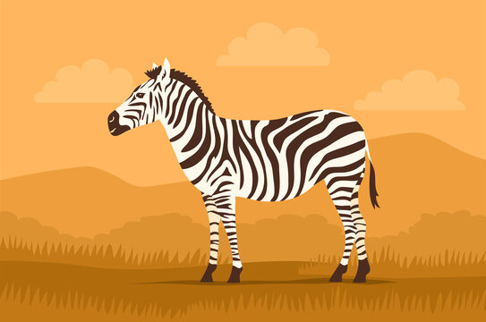 Striped zebra on the background of the wild savannah. Herbivorous hoofed mammal. African wild animal. Fauna and zoology. Cartoon vector illustration