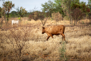 Cattle in the australian bush in the Northern Territory, Australia