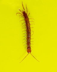 Centipede isolated on yellow background.