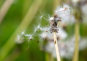 Fluffy dandelions in the park in nature.