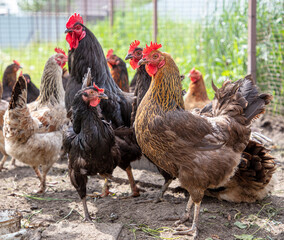 Portrait of a chicken in nature.
