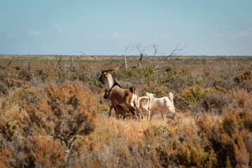 Fototapeta premium Goats in the australian bush in the Northern Territory, Australia