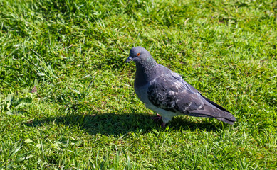 Dove on the lawn in the park.