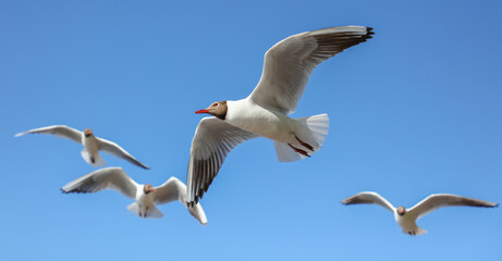 A flock of seagulls in flight against a sky.