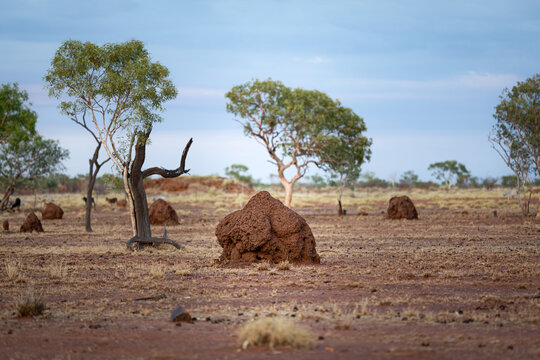 Termite hills in the desert of the australian bush in the Northern Territory, Australia