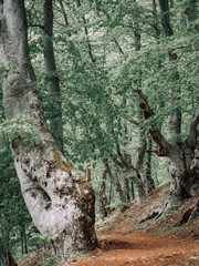 Ein kleiner schmaler Weg führt durch einen Wald mit wild wachsenden Buchen.