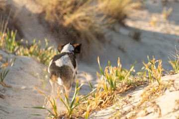 Hunt dog running wild at a beach.
