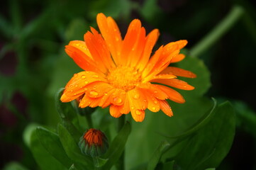 orange gerbera flower