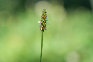 Plantago major seedless close up photo in green background. High-quality photo