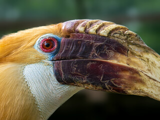 Nashornvogel © Peter