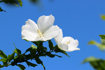 快晴の夏、青い空を背景にムクゲの白い花をマクロ接写。Full blooming pure white Rose of Sharon (Hibiscus syriacus, Mukuge), under the blue sky.