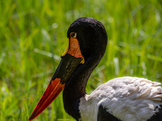 Sattelstorch