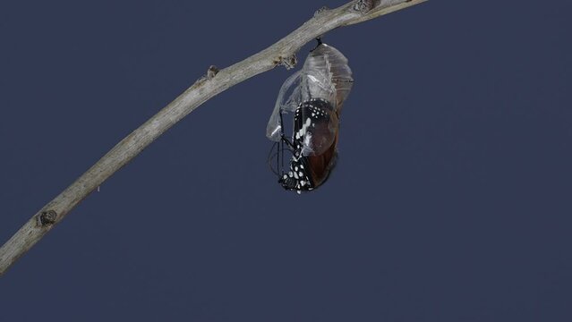 Filming On A Blue Screen Of A Monarch Butterfly Emerges From The Pupa. Danaus Chrysippus, Also Known As The Plain Tiger, African Queen, Or African Monarch Butterfly,