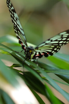 Chestnut tiger butterfly (Asagimadara), sunbathing on the leaves in the woods. Close up macro photograph. 印象的なアングルで撮った青葉の上で休むアサギマダラ。