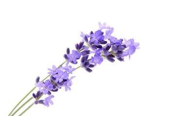 Natural lavender flowers isolated on white background