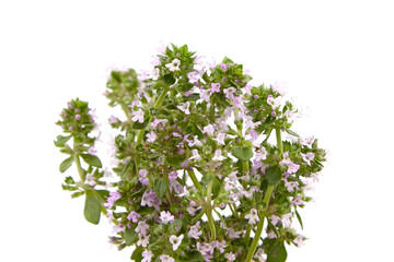 Fresh blooming thyme herb isolated on white background