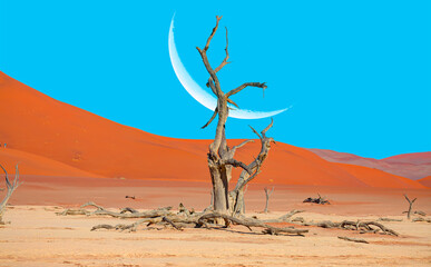 Dead trees in Dead Vlei with crescent moon - Sossusvlei, Namib desert, Namibia 