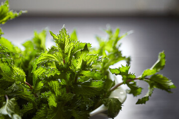 Fresh organic spearmint leaves, medicinal mint herb