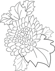 hand drawn illustration of Chrysanthemum
 flower