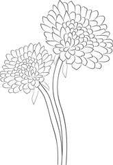 hand drawn dahlia flower