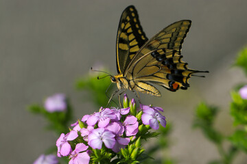 Fototapeta na wymiar Beautiful yellow swallowtail butterfly sucking honey from Auricula (Sweet William, Dianthus barbatus) purple flower head.