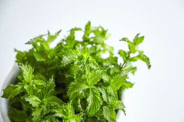 Fresh mint leaves, medicinal herb