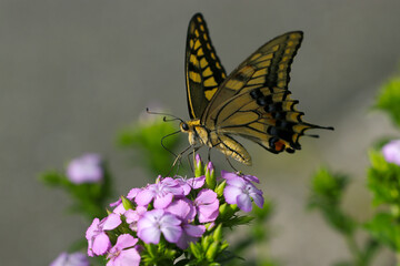 Beautiful yellow swallowtail butterfly sucking honey from Auricula (Sweet William, Dianthus barbatus) purple flower head.