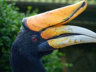 Nashornvogel © Peter