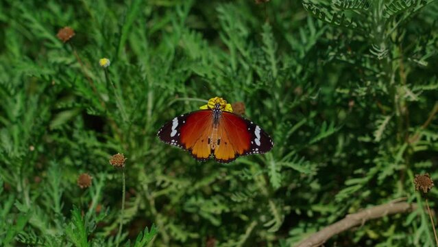 African monarch butterfly (Danaus chrysippus) also known as the plain tiger, African queen, Sucking nectar from the flowers