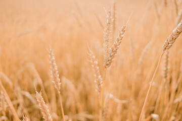 Close-up of ears of rye. Sowing wheat. Agrocomplex and sunflower oil. Rye and the creation of flour...