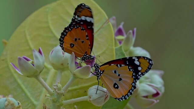 African monarch butterfly (Danaus chrysippus) also known as the plain tiger, African queen, Sucking nectar from the flowers of Apple of Sodom (disambiguation)