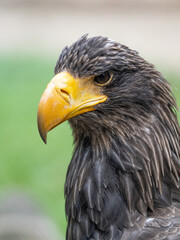 Steinadler