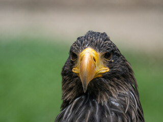 Steinadler