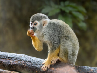Naklejka na ściany i meble Common squirrel monkey is perching on tree branch. Saimiri sciureus is eating something.