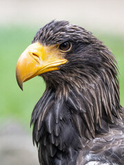 Obraz premium Steinadler