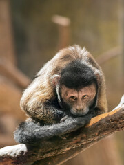 Mindful Black Capuchin or Sapajus Nigritus, also known as Black-horned Capuchin. Brown-colored...