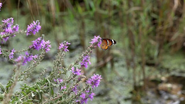 African monarch butterfly (Danaus chrysippus) also known as the plain tiger, African queen, Sucking nectar from the flowers