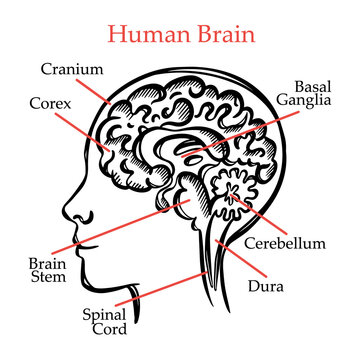 HUMAN BRAIN OUTLINE General Layout Chart Of Partitions Of The Human Brain With Explanatory Text For Students Of Medical School Hand Drawing Vector