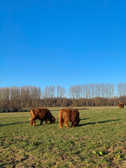 Galloway Rinder auf einer Weide des Mülheimer Aubergs Naherholungsgebietes