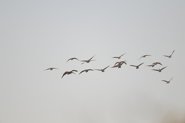 sandhill cranes flying in a group in the sky